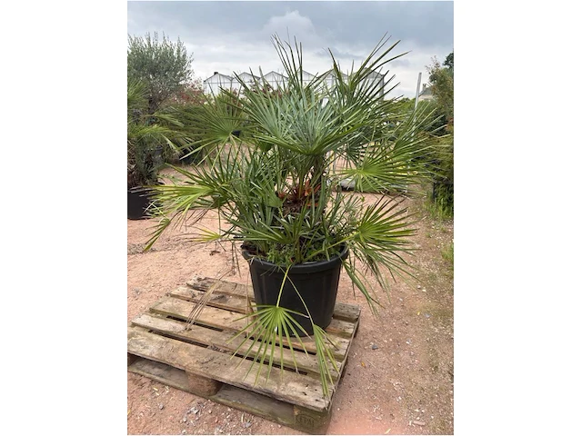 Trachiocarpus humulus meerstammig - afbeelding 2 van  2