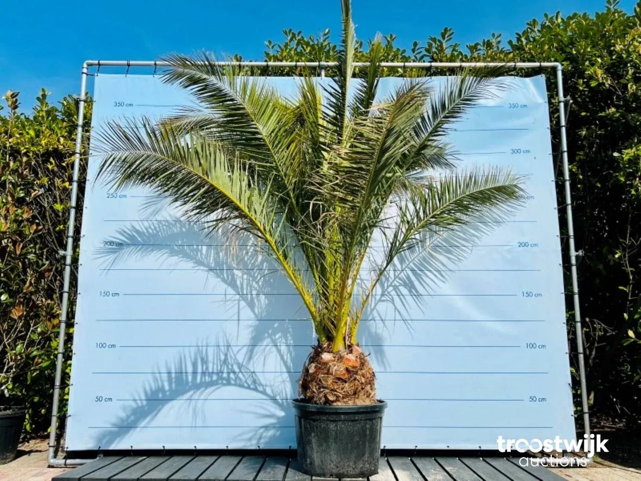 Tropische bomen en planten