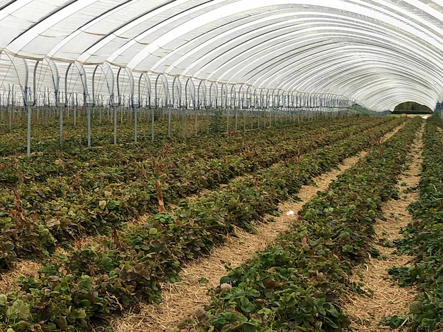 Tunnelsysteem 5000m2 - afbeelding 4 van  11