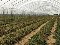 Tunnelsysteem 5000m2 - afbeelding 4 van  11