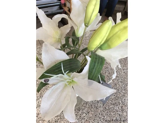 Vaas met bloemen sia - afbeelding 2 van  2