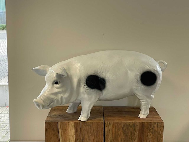 Varken staand h50cm x l100cm wit/zwart - afbeelding 1 van  1