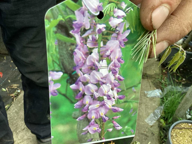 Vaste plant - wisteria (x1) - afbeelding 1 van  3