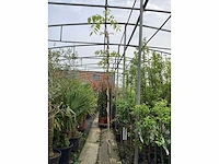 Vaste plant - wisteria (x1) - afbeelding 3 van  3