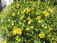 Vaste planten - 60 ajanya , 60 mecardonia - afbeelding 1 van  2