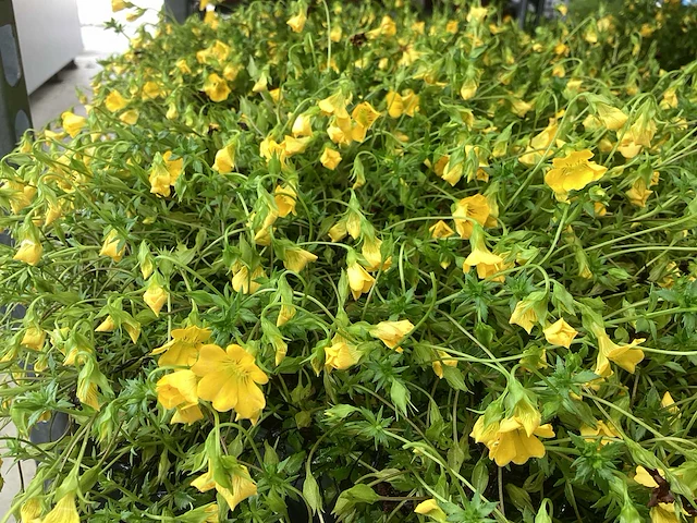 Vaste planten - 60 iberis wit, 60 mecardonia - afbeelding 2 van  2