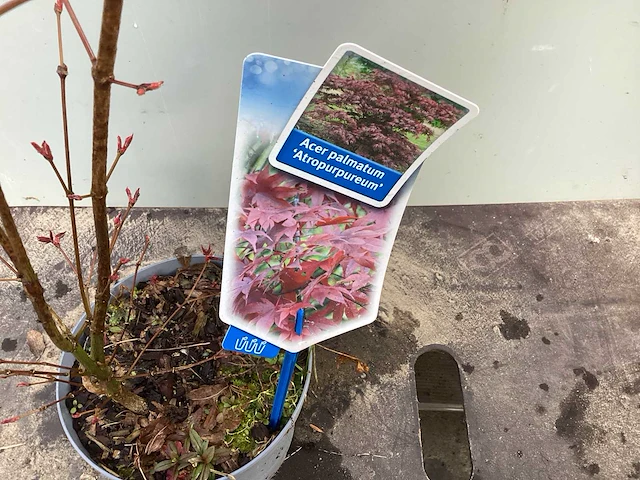 Vaste planten - acers (x25) - afbeelding 1 van  3