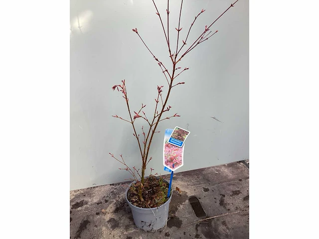 Vaste planten - acers (x25) - afbeelding 3 van  3