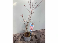 Vaste planten - acers (x25) - afbeelding 3 van  3