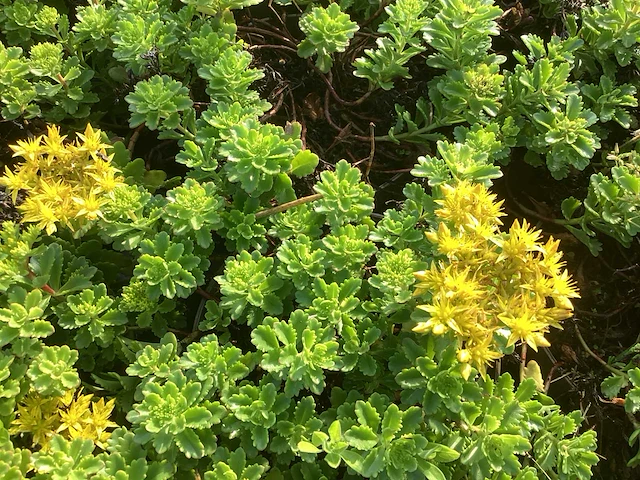 Vaste planten - arenaria (x40), sedum roos(40), sedum geel (40) - afbeelding 2 van  4