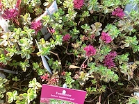 Vaste planten - arenaria (x40), sedum roos(40), sedum geel (40) - afbeelding 3 van  4