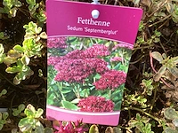 Vaste planten - arenaria (x40), sedum roos(40), sedum geel (40) - afbeelding 4 van  4