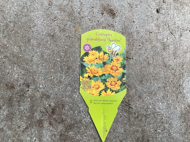 Vaste planten - coreopsis (x100) - afbeelding 2 van  2