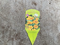 Vaste planten - coreopsis (x100) - afbeelding 2 van  2