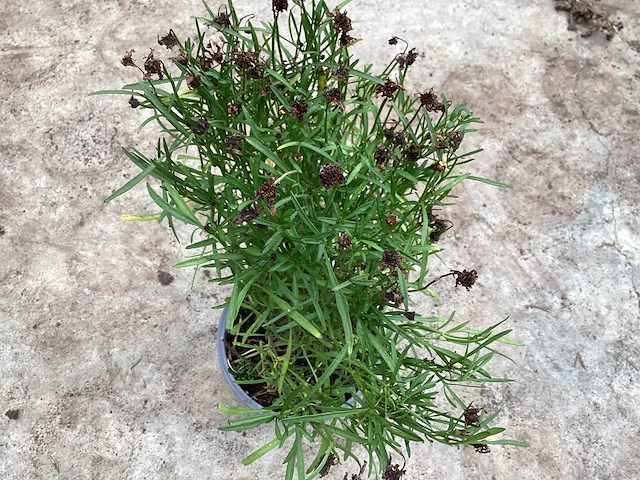 Vaste planten - coreopsis(x100) - afbeelding 1 van  2