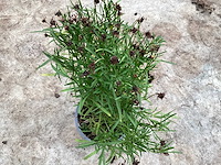 Vaste planten - coreopsis(x100) - afbeelding 1 van  2