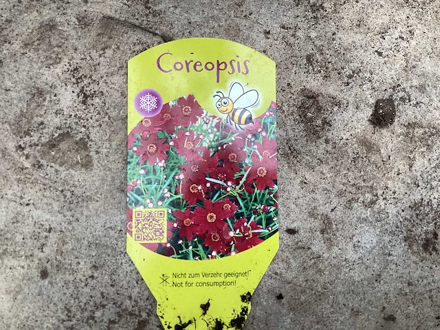 Vaste planten - coreopsis(x100) - afbeelding 2 van  2