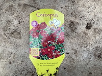Vaste planten - coreopsis(x100) - afbeelding 2 van  2