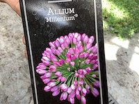 Vaste planten - crocos (10), allium (10) - afbeelding 3 van  4