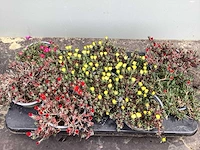 Vaste planten - delospernum (x100) - afbeelding 1 van  1