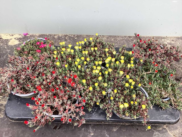 Vaste planten - delospernum (x100) - afbeelding 1 van  1