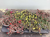 Vaste planten - delospernum (x100) - afbeelding 1 van  1