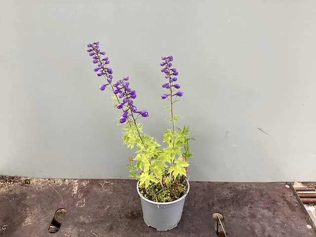 Vaste planten - delphinium (x15)en geraniums (15) - afbeelding 1 van  3