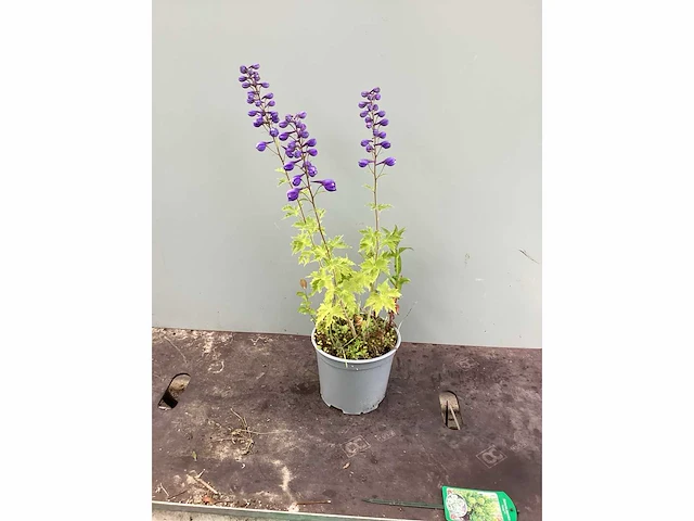 Vaste planten - delphinium (x15)en geraniums (15) - afbeelding 2 van  3