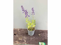 Vaste planten - delphinium (x15)en geraniums (15) - afbeelding 2 van  3
