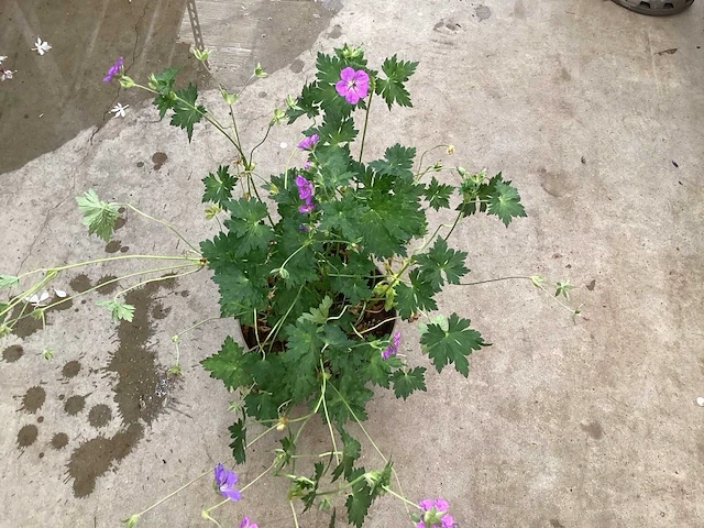 Vaste planten - delphinium (x15)en geraniums (15) - afbeelding 3 van  3