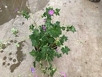 Vaste planten - delphinium (x15)en geraniums (15) - afbeelding 3 van  3