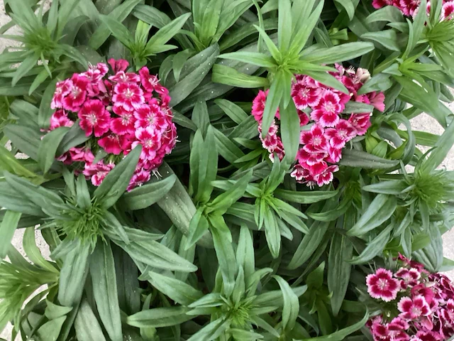Vaste planten - dianthus barbatus (x100) - afbeelding 1 van  2