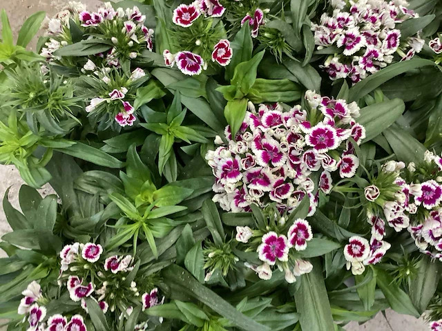 Vaste planten - dianthus barbatus (x100) - afbeelding 2 van  2