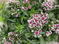 Vaste planten - dianthus barbatus (x100) - afbeelding 2 van  2