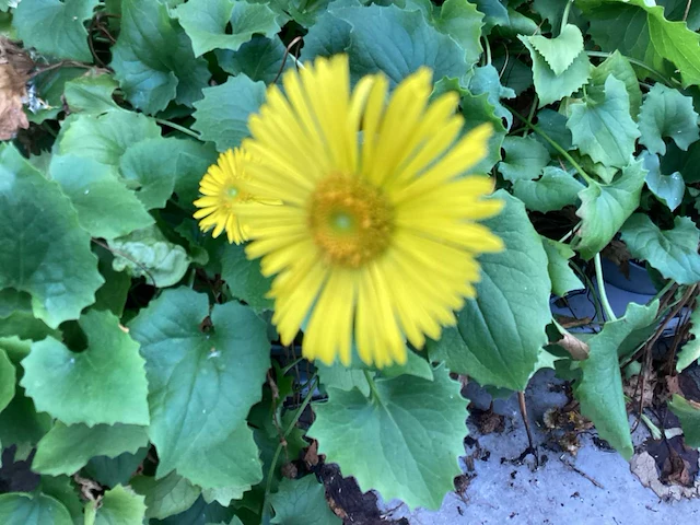 Vaste planten - doronicum (x70),pottentilla( x35) - afbeelding 1 van  4