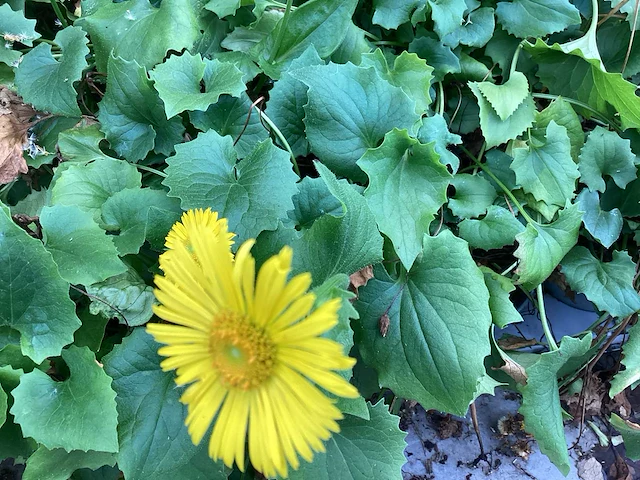Vaste planten - doronicum (x70),pottentilla( x35) - afbeelding 2 van  4