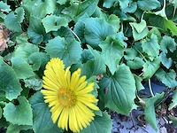 Vaste planten - doronicum (x70),pottentilla( x35) - afbeelding 2 van  4
