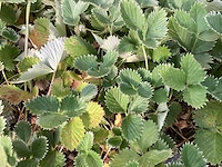 Vaste planten - doronicum (x70),pottentilla( x35) - afbeelding 3 van  4