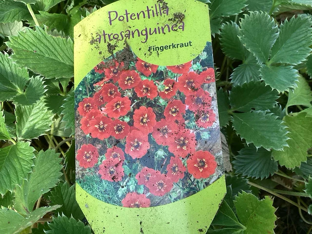 Vaste planten - doronicum (x70),pottentilla( x35) - afbeelding 4 van  4