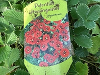 Vaste planten - doronicum (x70),pottentilla( x35) - afbeelding 4 van  4