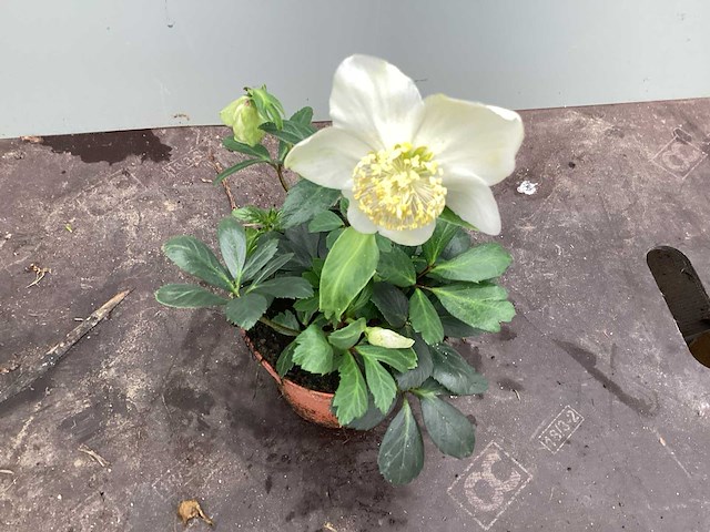 Vaste planten - helleboris (x30) - afbeelding 1 van  2