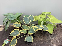 Vaste planten - hosta (x40)) - afbeelding 1 van  1