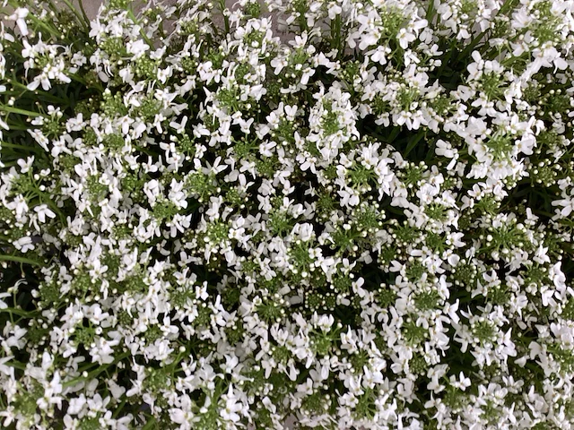 Vaste planten - iberis - wit (x80) - afbeelding 1 van  1