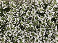 Vaste planten - iberis - wit (x80) - afbeelding 1 van  1