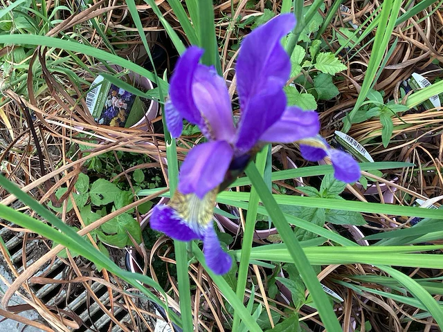 Vaste planten - iris (x20) - afbeelding 1 van  3