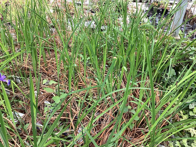 Vaste planten - iris (x20) - afbeelding 2 van  3