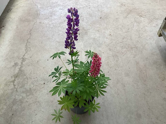 Vaste planten - lupine (x30) - afbeelding 1 van  2