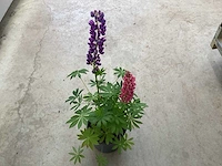Vaste planten - lupine (x30) - afbeelding 1 van  2