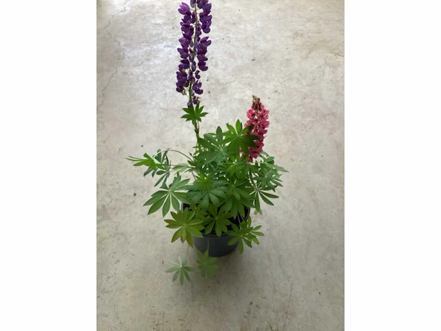 Vaste planten - lupine (x30) - afbeelding 2 van  2
