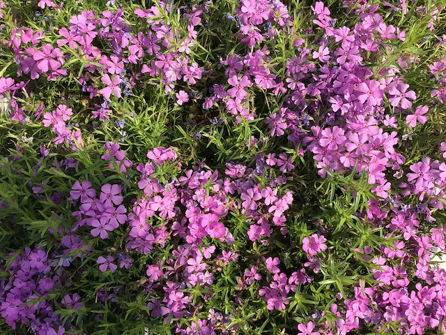 Vaste planten - phlox (x60) - afbeelding 1 van  2